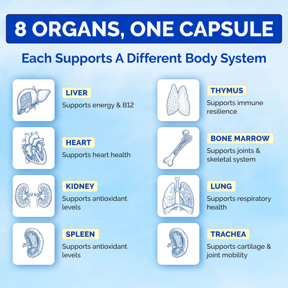 Primal Eight Beef Organ Complex | 8-Organ Supplement for Energy ...