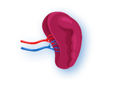 <strong>Beef Spleen</strong>
