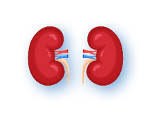 <strong>Beef Kidney</strong>