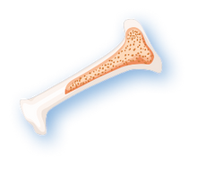<strong>Bone Marrow</strong>