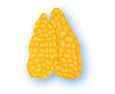 <strong>Beef Thymus</strong>