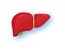 <strong>Beef Liver </strong>
