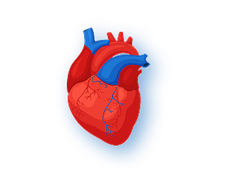 <strong>Beef Heart</strong>
