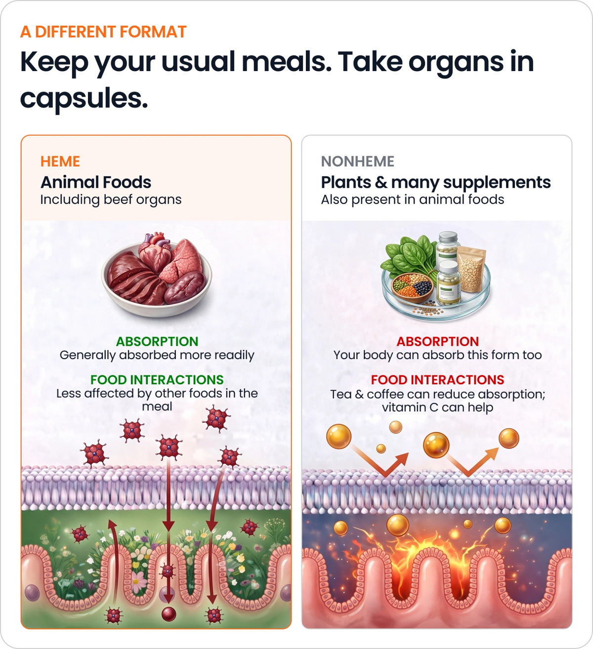 Beef organs contain heme iron—a form your body absorbs more readily.