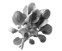 Spinach